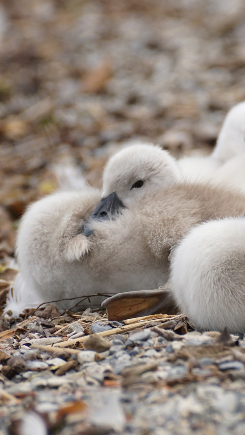 swan (4) preview