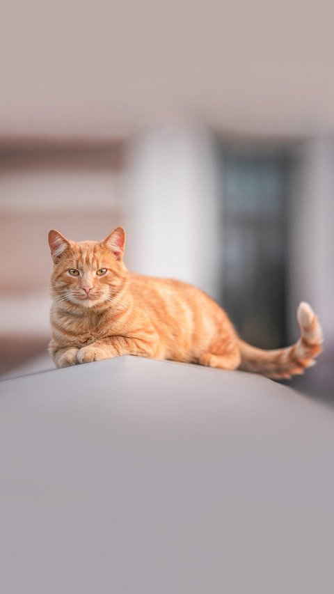 A serious ginger cat with a long tail lies on a stone preview