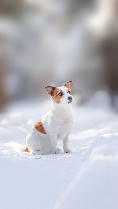 A dog breed jack russel terrier outdoors in the forest preview