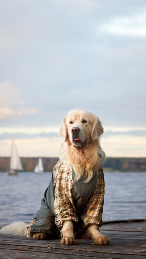 Beautiful big golden retriever dog in coat at the lake shore preview