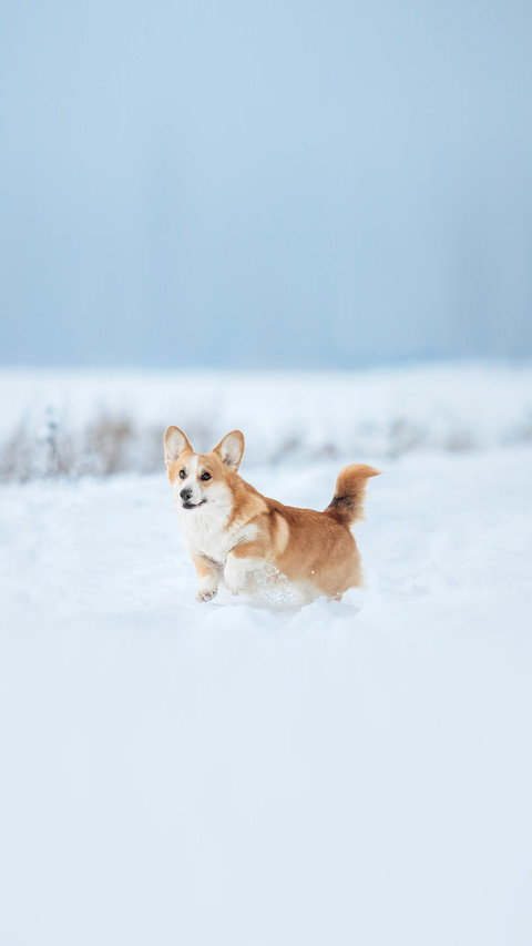 Cute Corgi dog running fast in the snow preview
