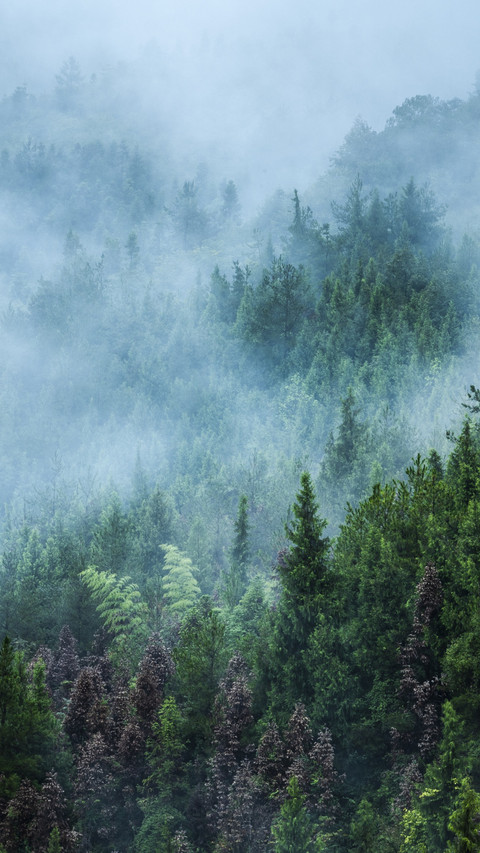 Where the morning mist drifts through the forest preview