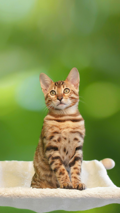 A Cute Little Bengal Cat Sitting in A Hammock preview