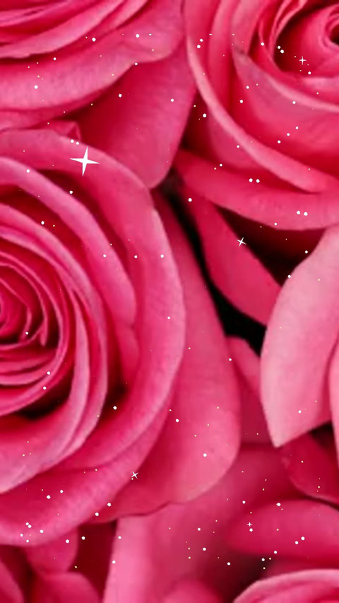 rose preview