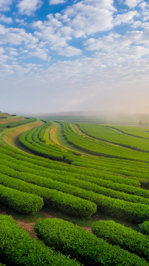 Thailand tea garden curve scenery preview