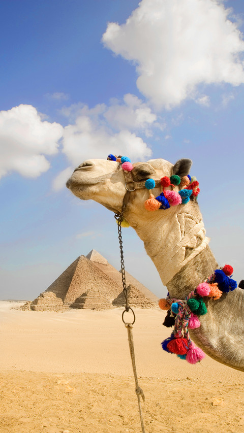 International-Camel preview