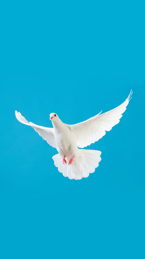 Why can pigeons send messages 19 preview