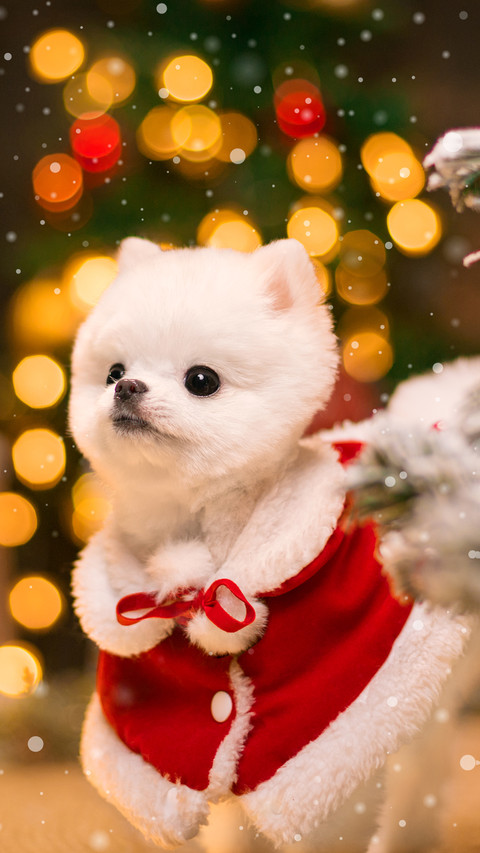 Dog (10) preview