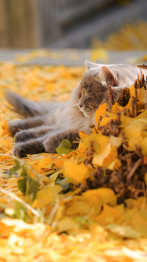 The garden cat in the park in spring preview