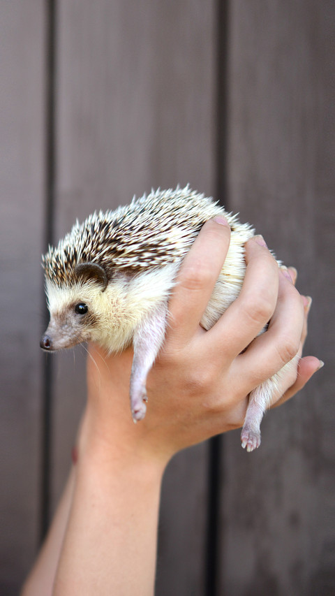 Can a hedgehog be barehanded preview