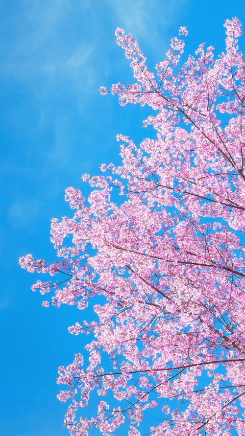 Cherry blossoms in splendor preview