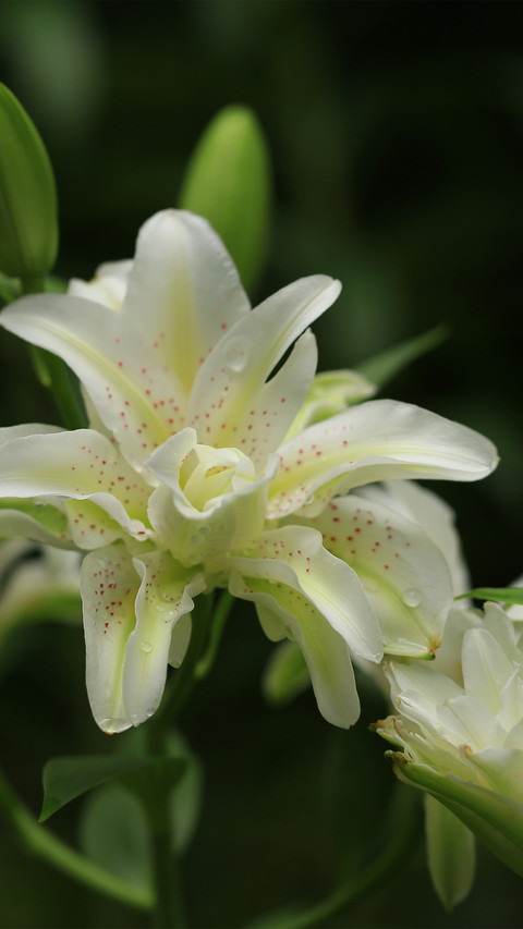 Doublepetaled lilies blooming outdoors preview