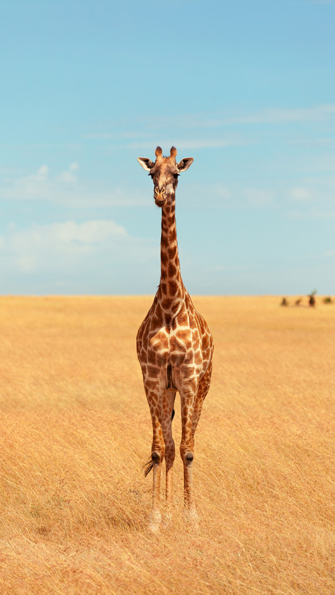 Two or three things about giraffes 2 preview