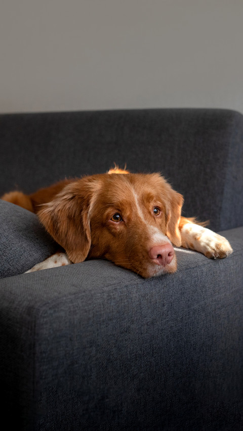 The dog is lying at home on the couch preview
