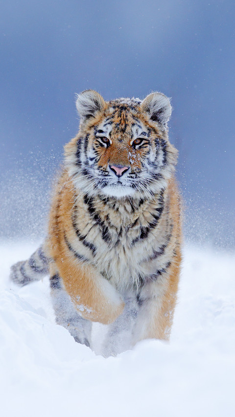 Handsome Tiger in Snow preview