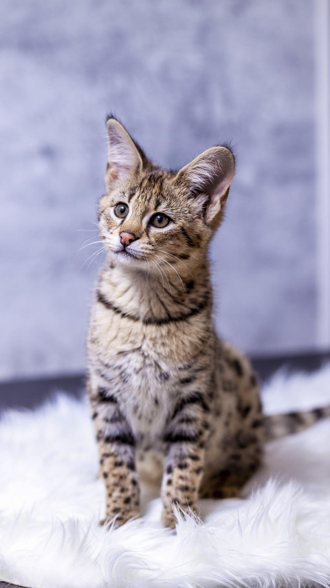 身价极高的孟加拉猫 preview
