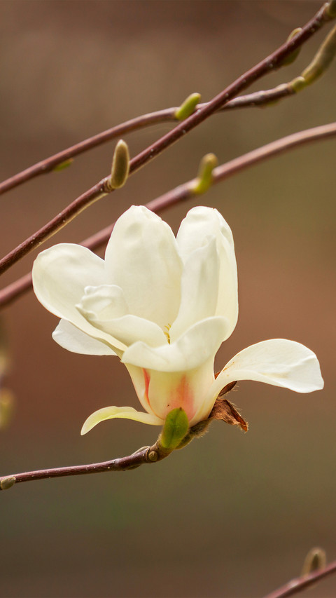 Spring scenery-02 preview