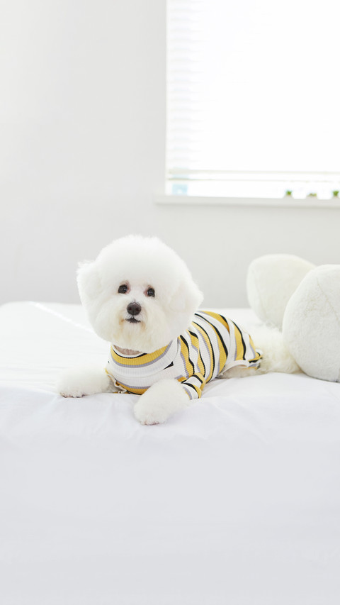 White Pet Bichon Frise's Cute Look preview