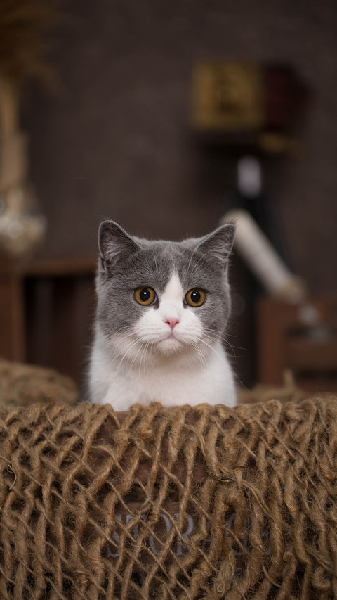 Cats have particular sleeping habits 71 preview