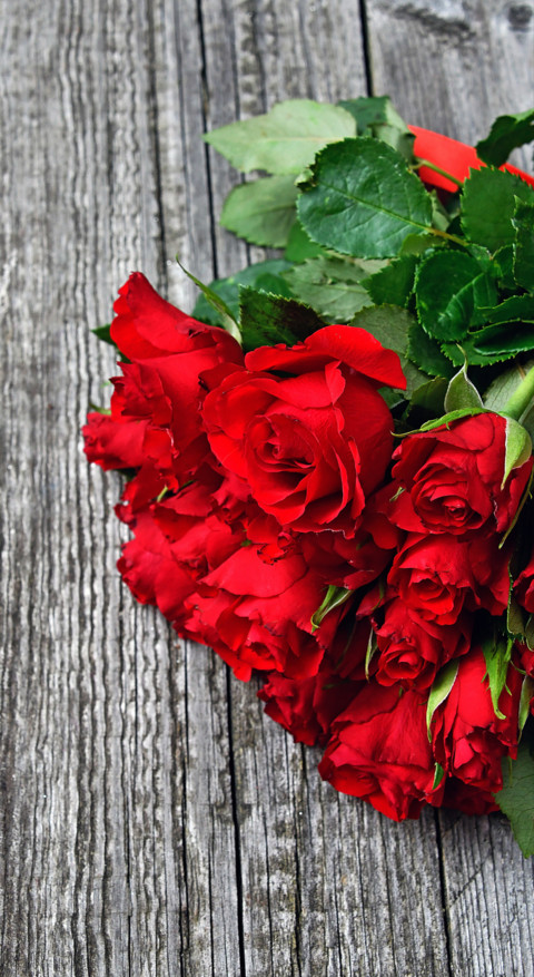 Red Roses (17) preview