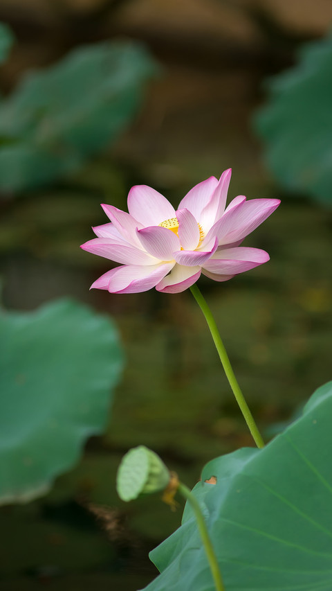 Lotus in summer preview