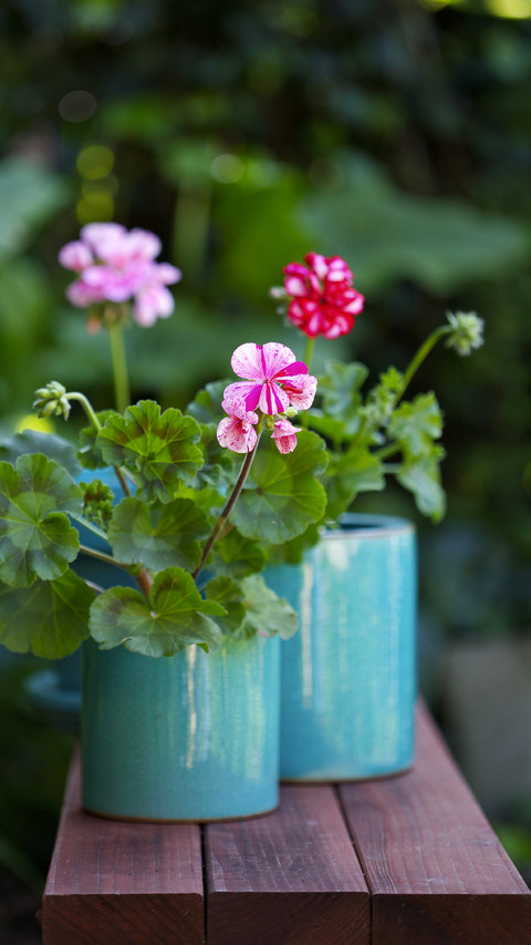 Popular balcony flowers 90 preview