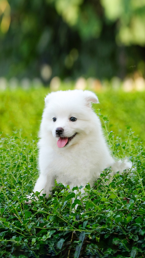 Cute Puppies Sitting on Green Bush preview