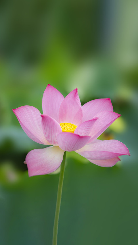 Lotus flowers in the lotus pond on a summer preview