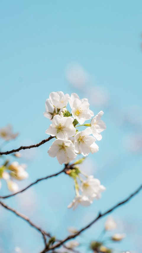 The beauty of cherry blossoms preview