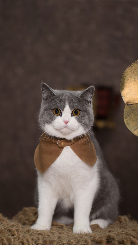 Why doesnt a cat take a shower and it doesnt smell bad preview