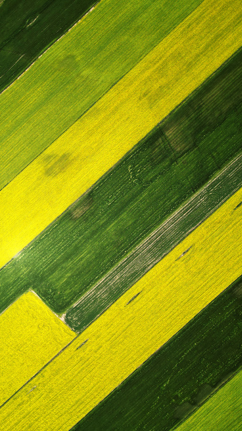 Sea of rapeseed flowers preview