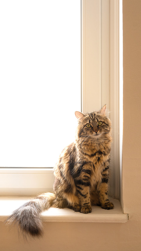 Cute domestic cat siting on window sill with copy space preview