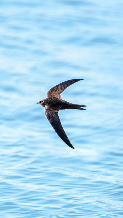 Do footless birds really exist preview