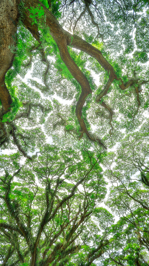 The rainforest of indonesia preview