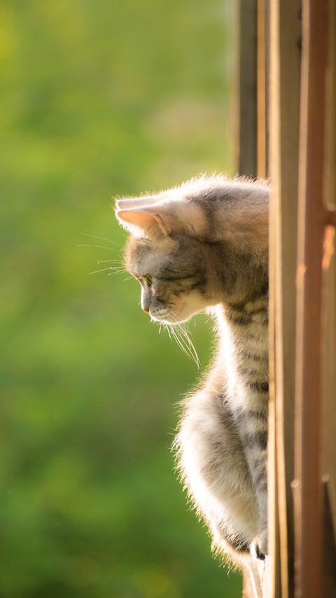 The cat looks out of the window sitting on the balcony preview