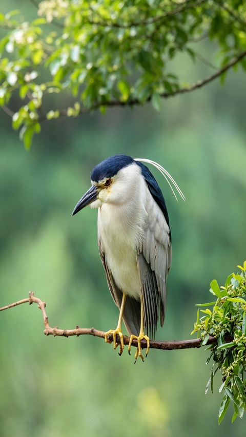 The distinctive features of the blackcrested night heron preview
