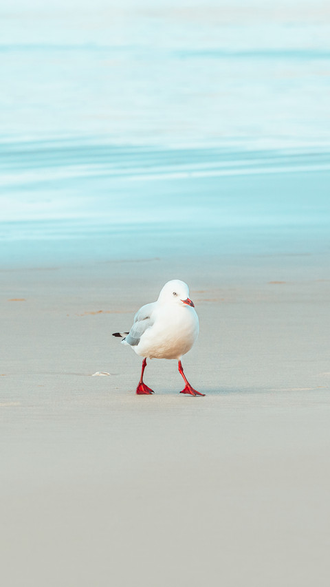 Seagull walking along beach shoreline preview