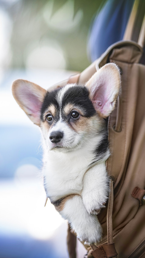 A tricolor welsh corgi pembroke puppy siting on brown fabric preview