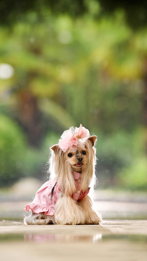 The dog dog what are the signs of depression preview