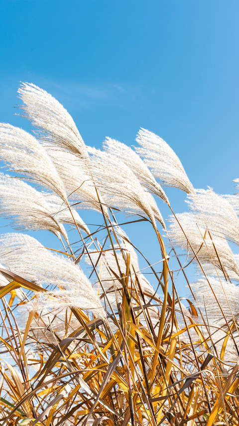 The reeds of liangzhu in autumn preview