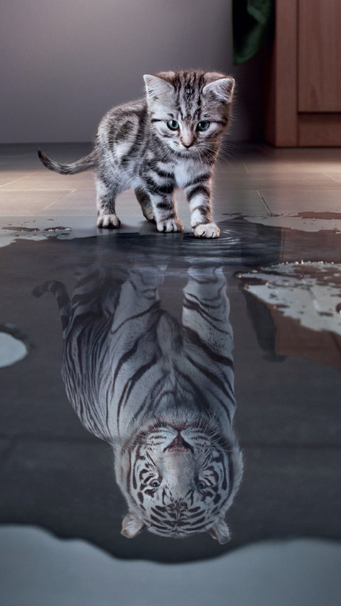 Kitten preview
