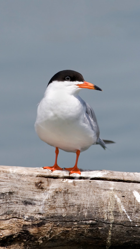 The longest migratory animal 97 preview