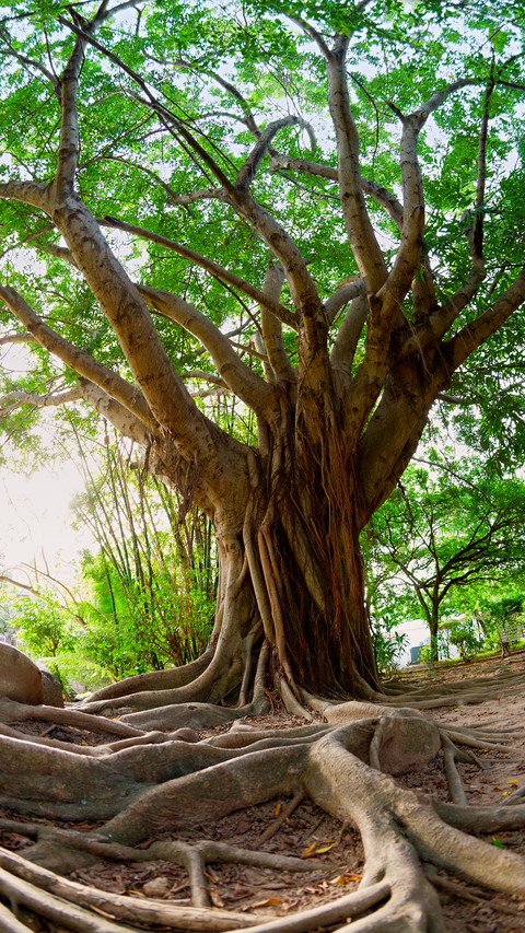 Green tree preview
