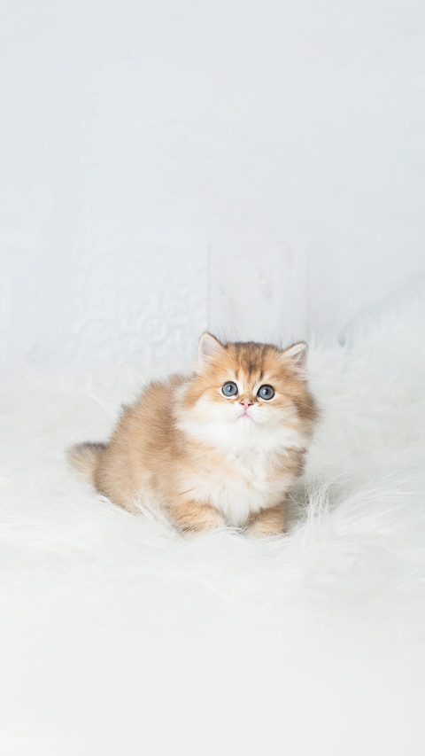 Adorable British Shorthair kitten preview