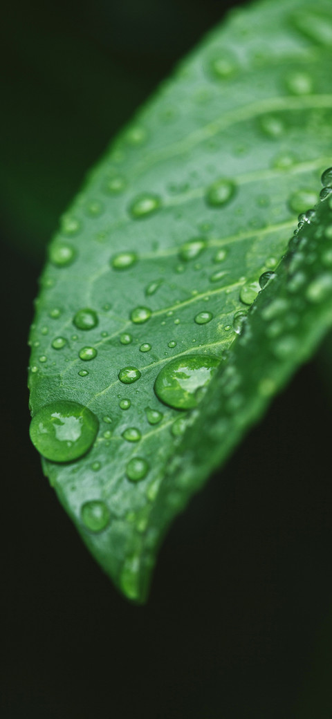 Green Plants-PAIXIN preview