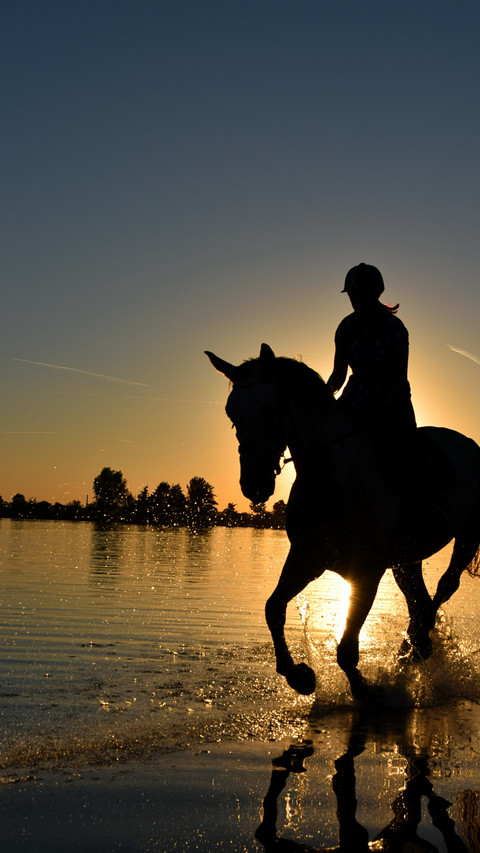 Horses6 preview