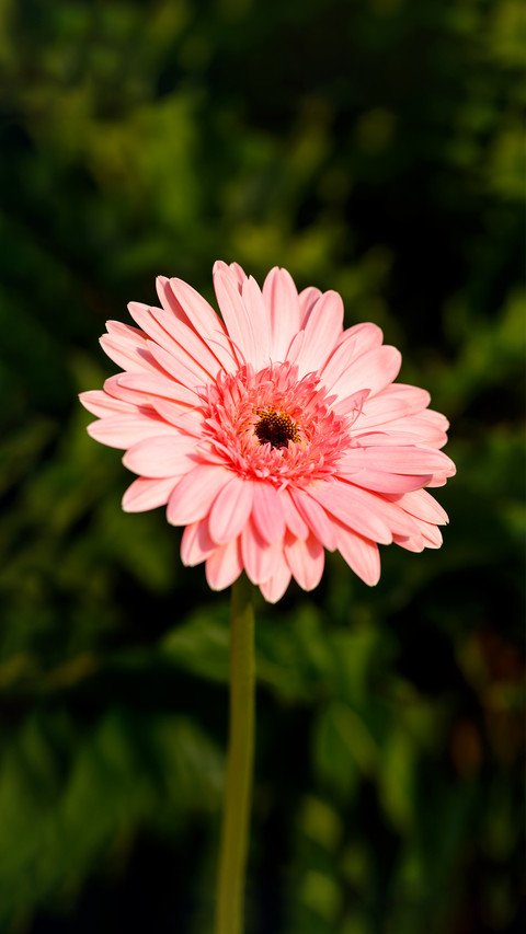 Three tips for shooting flowers 9 preview