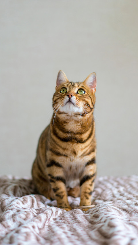 How to distinguish tiger spot from civet cat 90 preview