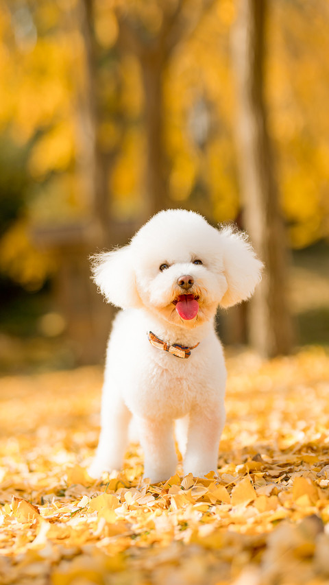 Bichon Frise dog sitting outdoors on fallen leaves in autumn preview