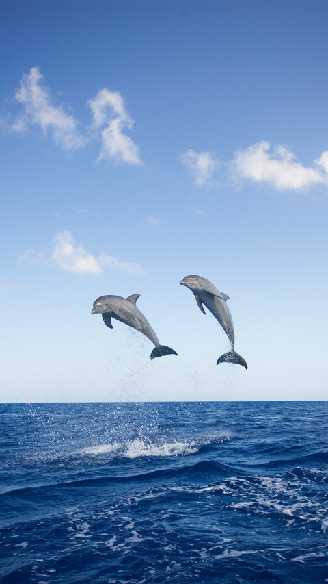A dolphin leaping out of the water preview